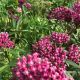 Asclepias purpurascens