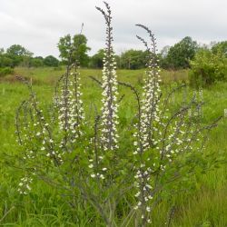 Baptisia alba