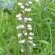 Baptisia leucantha