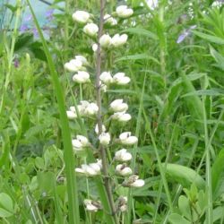 Baptisia leucantha