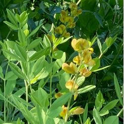 Baptisia 'Lemon meringue'