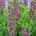 Baptisia 'Twilite prairy blue'