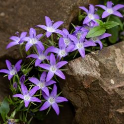 Campanula poscharskyana 'Stella'