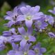 Campanula lactiflora 'Pritchard's Variety'