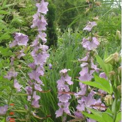 Campanula persicifolia subsp. sessiliflora 'Hidcote Amethyst'