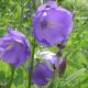 Campanula persicifolia 'Azure Beauty'