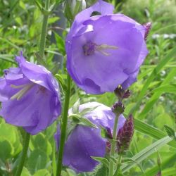 Campanula persicifolia 'Azure Beauty'