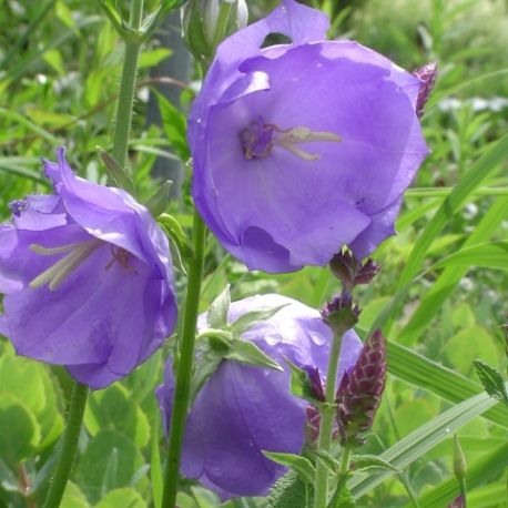 Campanula persicifolia 'Azure Beauty'