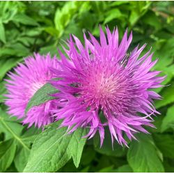 Centaurea dealbata