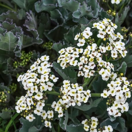 Crambe maritima