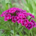 Dianthus barbatus 'Oeschberg'