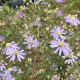 Aster cordifolius 'Photograph'