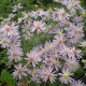 Aster cordifolius 'Photograph'