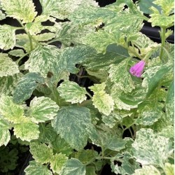 Calamintha grandiflora 'Variegata'