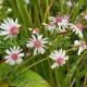 Aster lateriflorus 'Chloé'