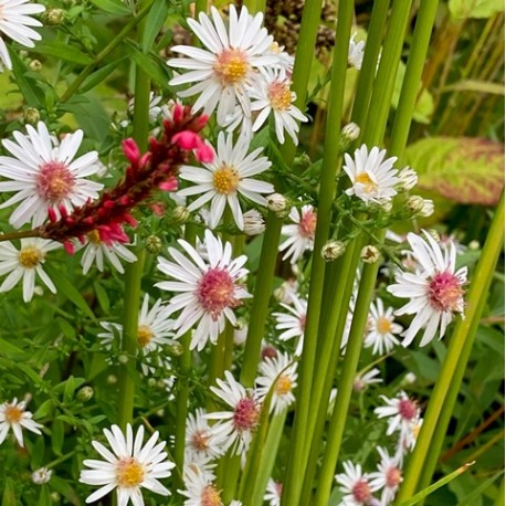 Aster lateriflorus 'Chloé'