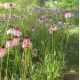 Echinacea pallida