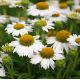 Echinacea 'White Meditation'