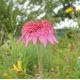 Echinacea 'Razmatazz'