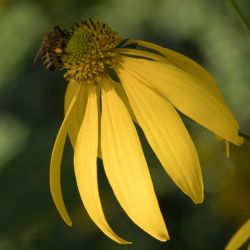 Echinacea paradoxa