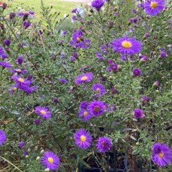 Aster ericoides 'Blue Wonder'