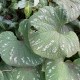 Brunnera macrophylla 'Langtrees'