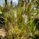 Pennisetum alopecuroides 'Little Bunny'