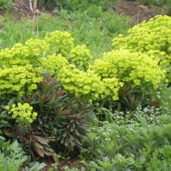 Euphorbia 'Redwing'