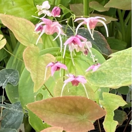 Epimedium grandiflorum  'Pretty in pink'