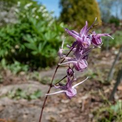 Epimedium grandiflorum 'Lilafee'