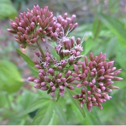 Eupatorium cannabinum