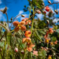 Epimedium x warleyense 'Orangekönigin'