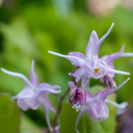 Epimedium grandiflorum 'Akebono'