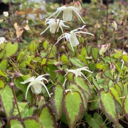 Epimedium grandiflorum  'Bandit'