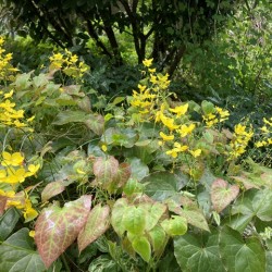 Epimedium x perralchicum 'Frohnleiten'