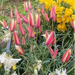 Tulipa clusiana 'Cynthia'