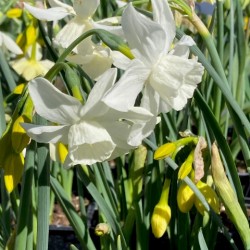 Narcissus 'Thalia'