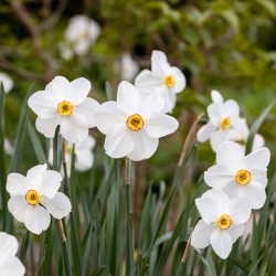 Narcissus poeticus var. recurvus