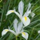 Iris Hollandicum 'Casa Blanca'