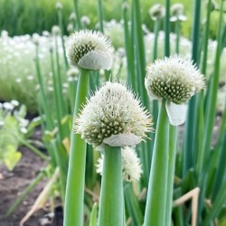 Allium fistulosum