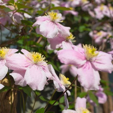 Clematis montana 'Mayleen'