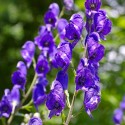 Aconitum napellus