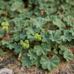 Alchemilla erythropoda