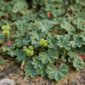 Alchemilla erythropoda