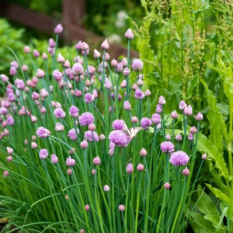 Allium schoenoprasum