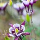 Aquilegia vulgaris 'William Guiness'