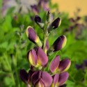 Baptisia 'Grape Taffy'