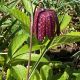 Fritillaria meleagris