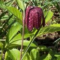 Fritillaria meleagris