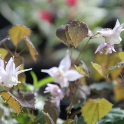 Epimedium x youngianum 'Yenomoto'